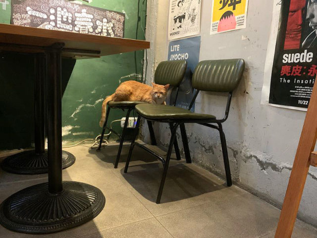 Cafe Macho 早秋咖啡 猫