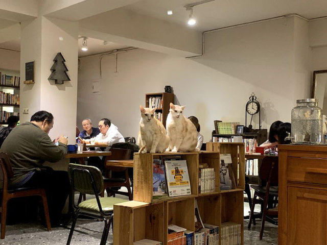 515 cafe & books 猫